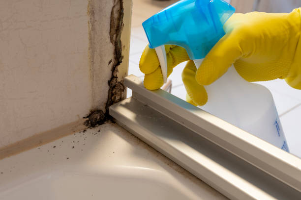 Best Residential Mold Removal  in Verdi, NV