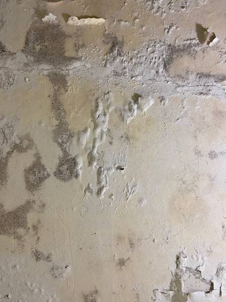 Best Mold Remediation  in Verdi, NV