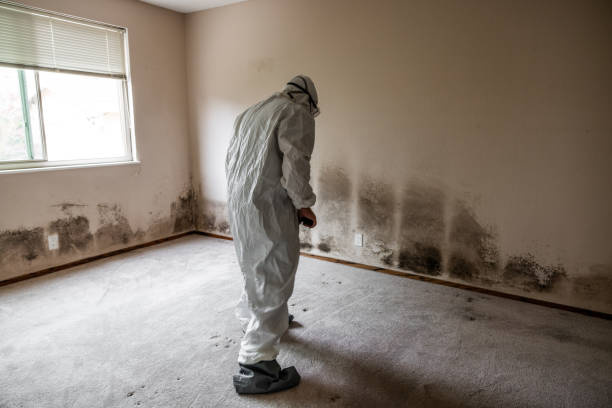 Best Emergency Mold Removal  in Verdi, NV