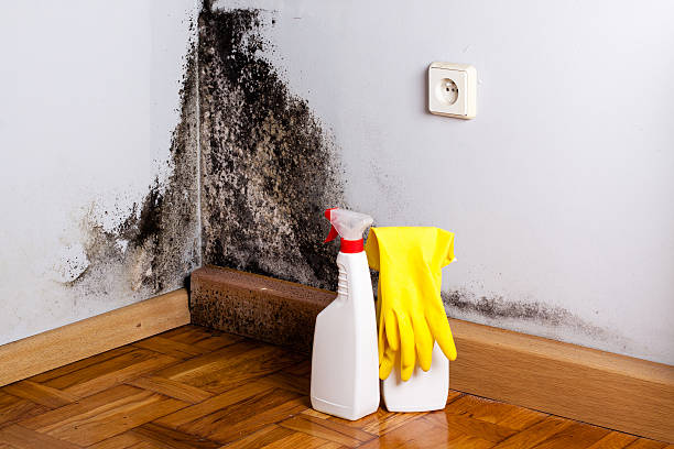 Best Attic Mold Removal  in Verdi, NV