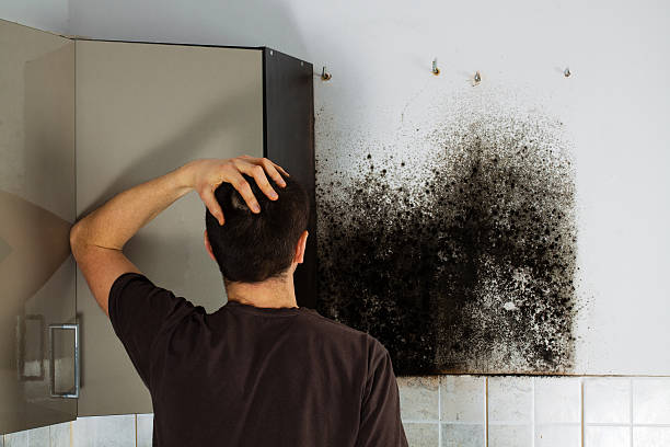 Best Black Mold Removal  in Verdi, NV