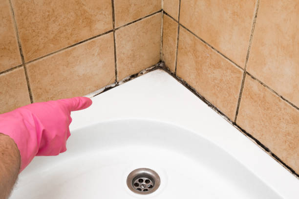 Best Professional Mold Removal  in Verdi, NV